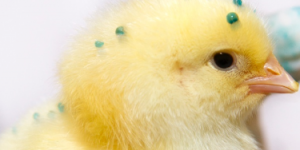 Spray vaccination - dana - enterprises (1) Spray vaccination - dana - enterprises (1)