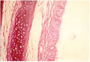 Monitoring spray vaccination - farsi - dana-enterprises (1)