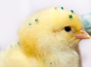 Spray vaccination - dana - enterprises (1)