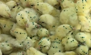 Spray vaccination - dana - enterprises (3)