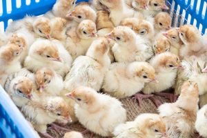 me-international-bruterei2-300x200