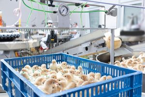 me-international-bruterei7-300x200